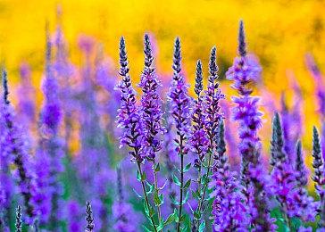 经典迷宫RPG《冬宫原》官方发布玩家调查 将重制多部作品